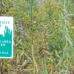 Environmental_EcologyWetlands-618x250