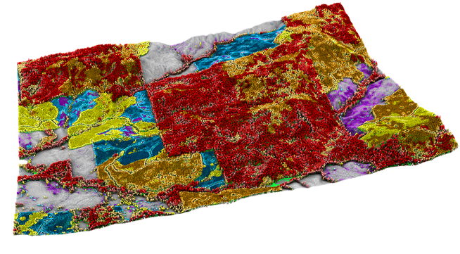 Forest Stratification