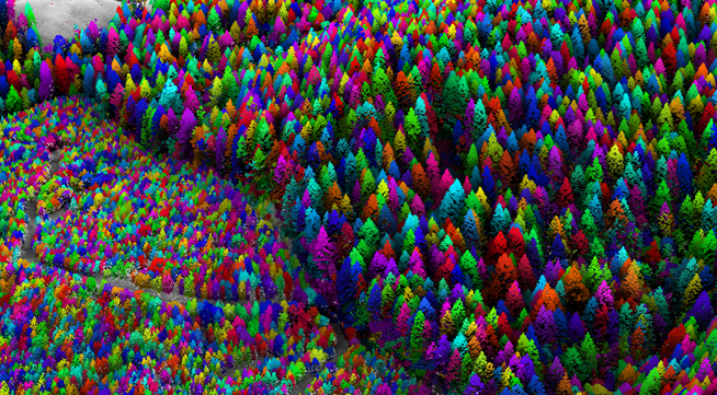 Individual Tree Delineation & Attribution