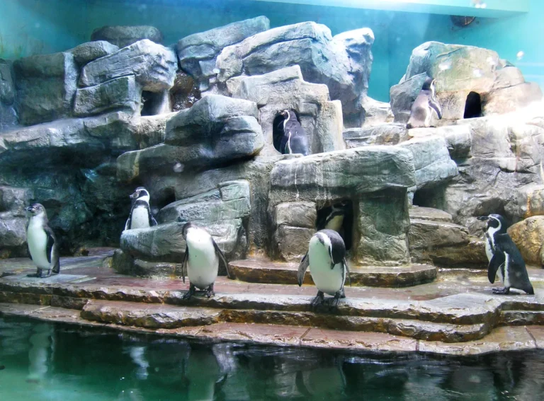 Penguinarium
